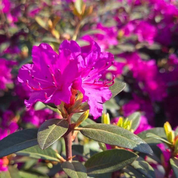 Rhododendron 'PJM Elite Star'  - PJM Elite Star Rhododendron