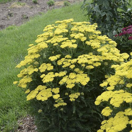 Achillea ’Firefly Sunshine’  - Firefly Sunshine Yarrow