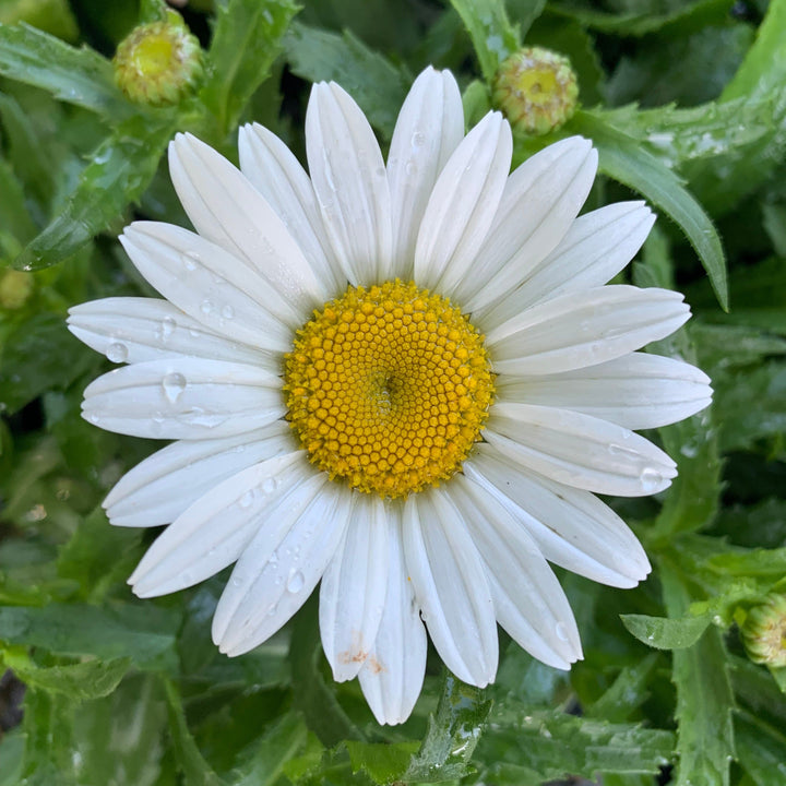 Leucanthemum x superbum 'Snowcap'  - Snowcap Shasta Daisy