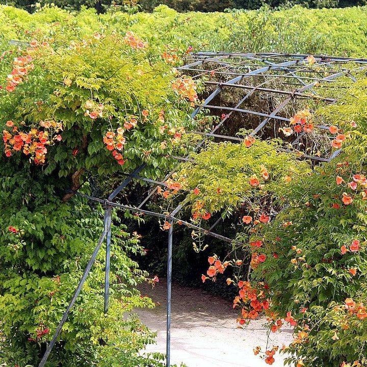 Campsis radicans  - Trumpet Vine