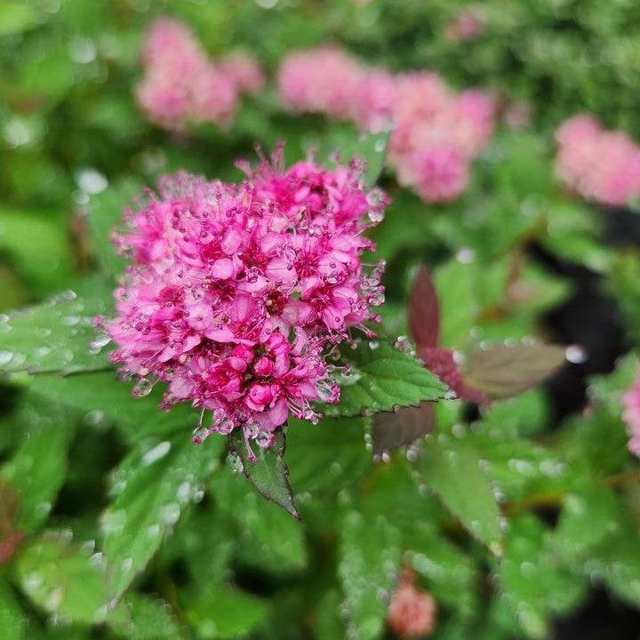 Spiraea japonica 'Odessa'  - Bloomin' Easy® Poprocks® Petite Spirea
