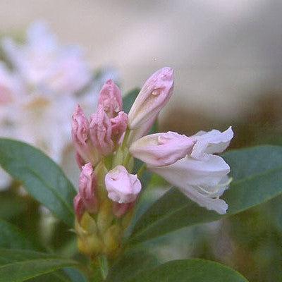 Rhododendron 'Cunningham's White'  - Cunningham's White Rhododendron