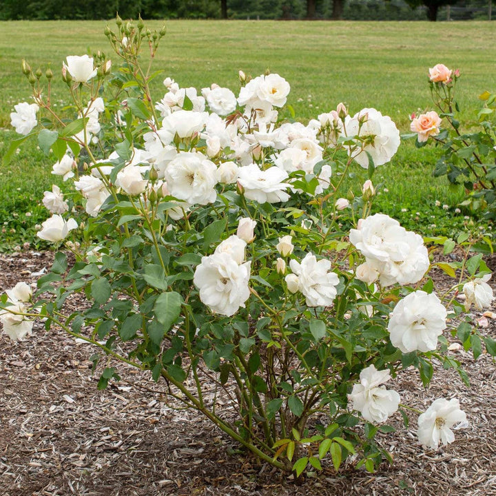 Rosa 'Korbin'  - Iceberg Rose