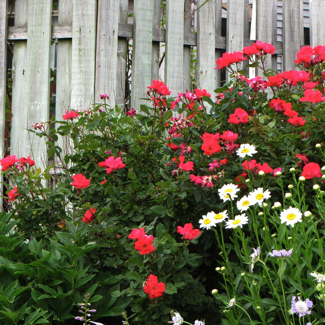 Rosa x 'Noare'  - Flower Carpet® Red Rose