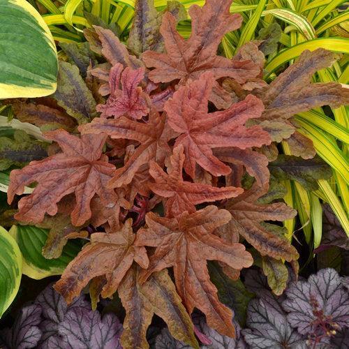 Heuchera 'Red Rover'  - PW® Fun and Games® Red Rover Coral Bells