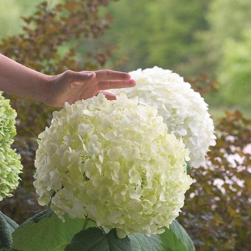 Hydrangea arborescens 'Abetwo'  - Proven Winners® Incrediball® Smooth Hydrangea