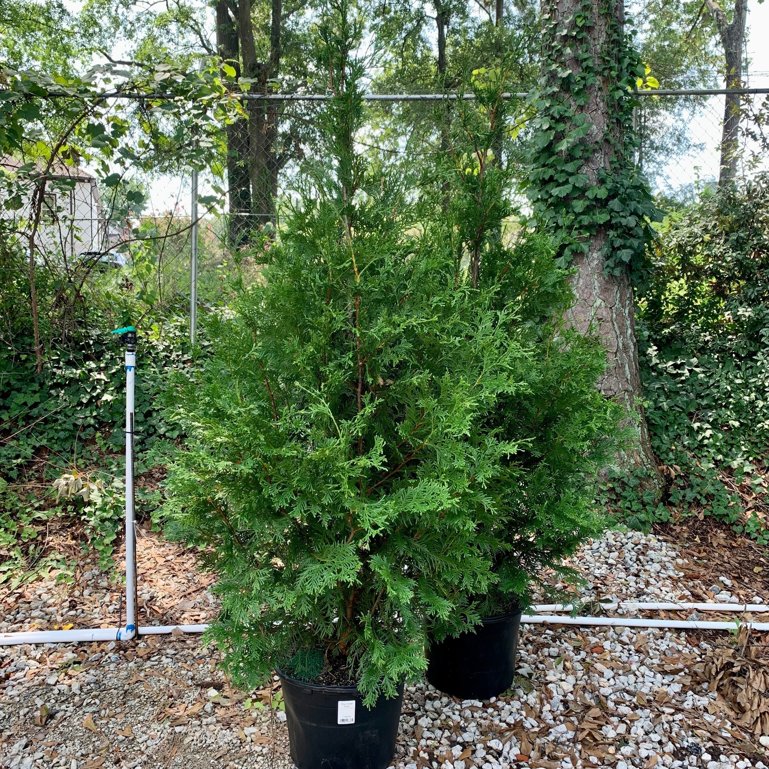 Thuja standishii x plicata 'Green Giant' - Green Giant Arborvitae