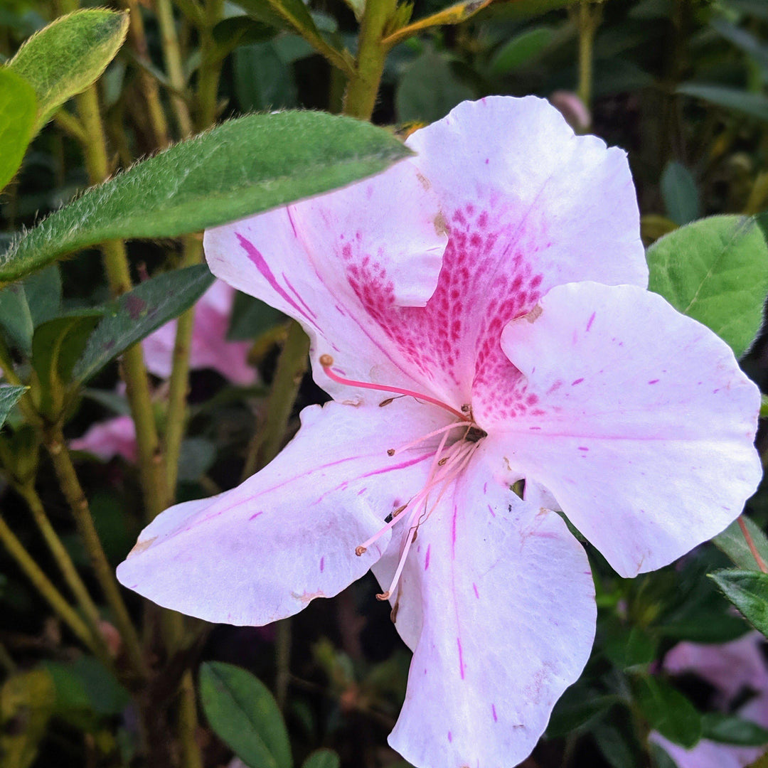 Rhododendron ‘Conlep’  - Encore® Autumn Twist™ Azalea