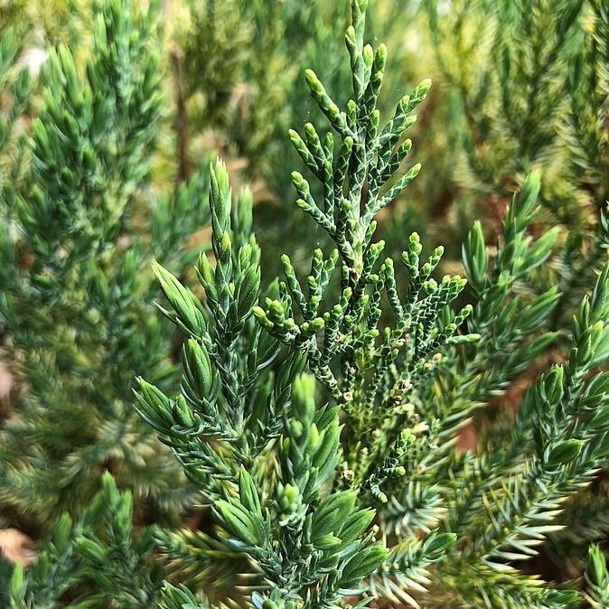 Juniperus chinensis 'Blue Point'  - Blue Point Juniper