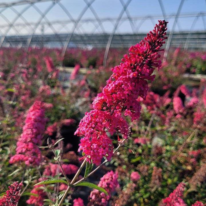 Buddleia davidii 'Prince Charming'  - Monarch® Prince Charming Butterfly Bush