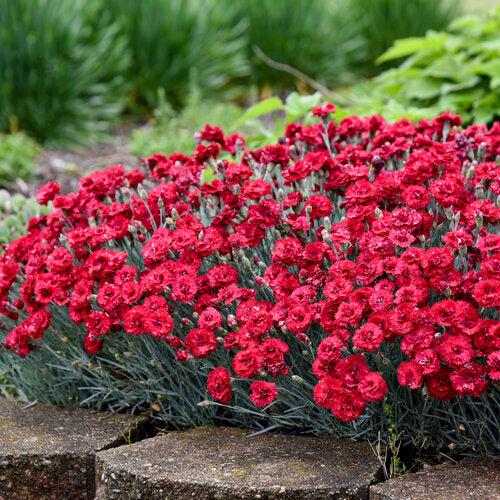 Dianthus 'Maraschino'  - Fruit Punch® Maraschino Dianthus