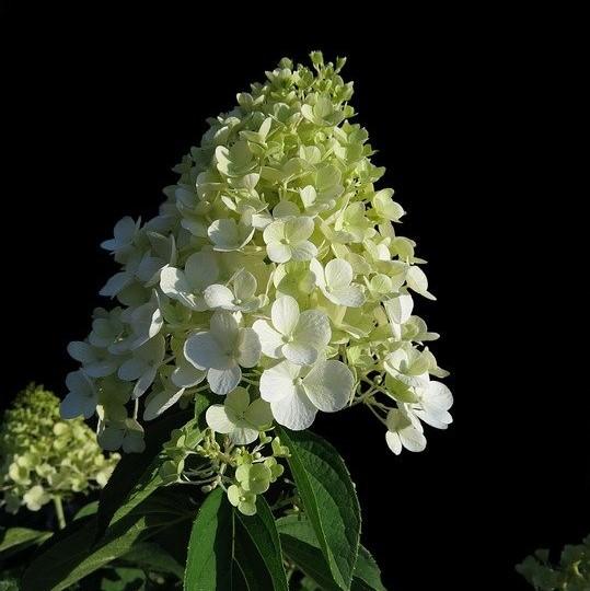 Hydrangea paniculata 'Bailpanone' PP32,549  - First Editions® Little Hottie® Hydrangea