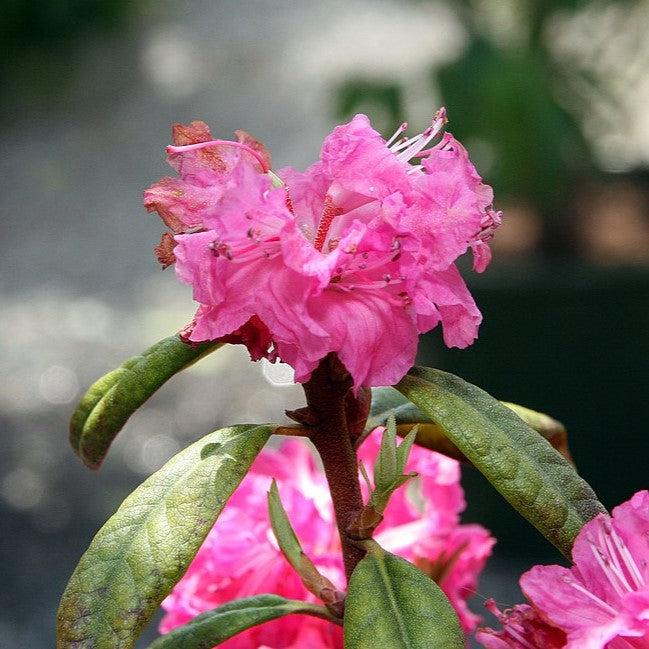 Rhododendron x 'Landmark'  - Landmark Rhododendron