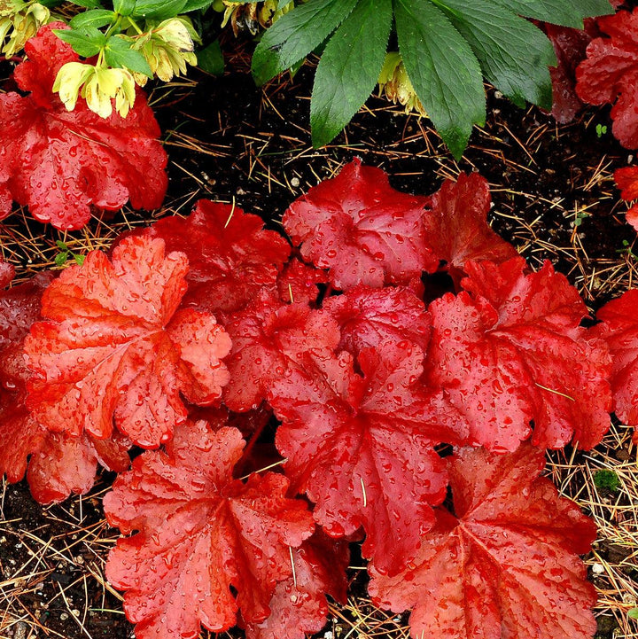 Heuchera x 'Fire Alarm' PP #24,525  - Fire Alarm Heuchera