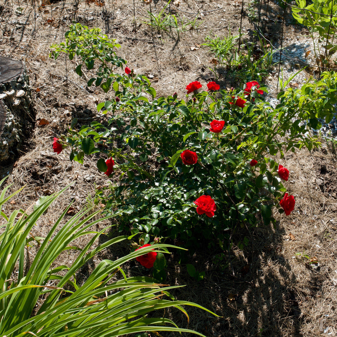 Rosa x 'NOA83100B'  - Flower Carpet® Scarlet Rose