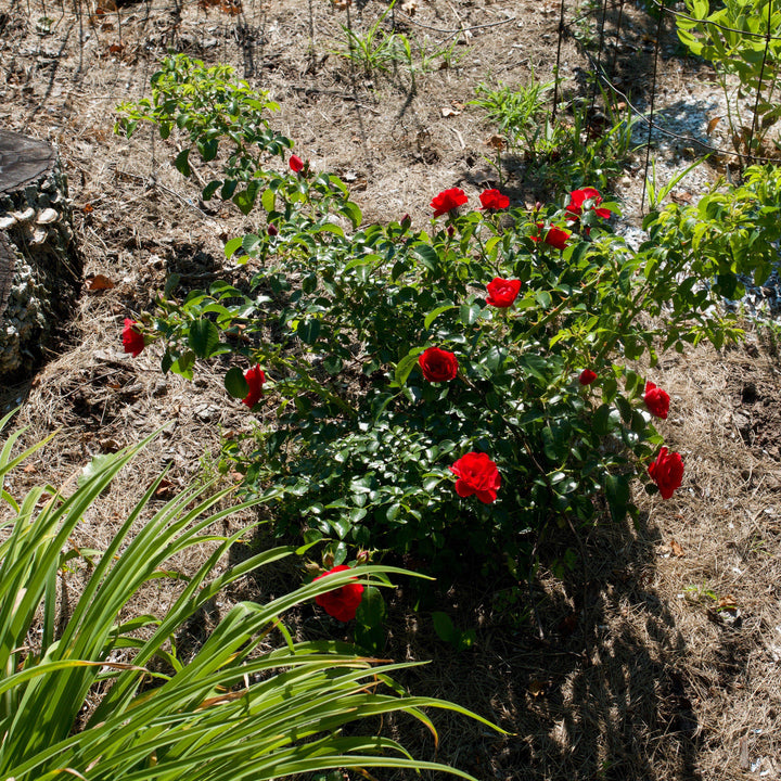 Rosa x 'NOA83100B'  - Flower Carpet® Scarlet Rose