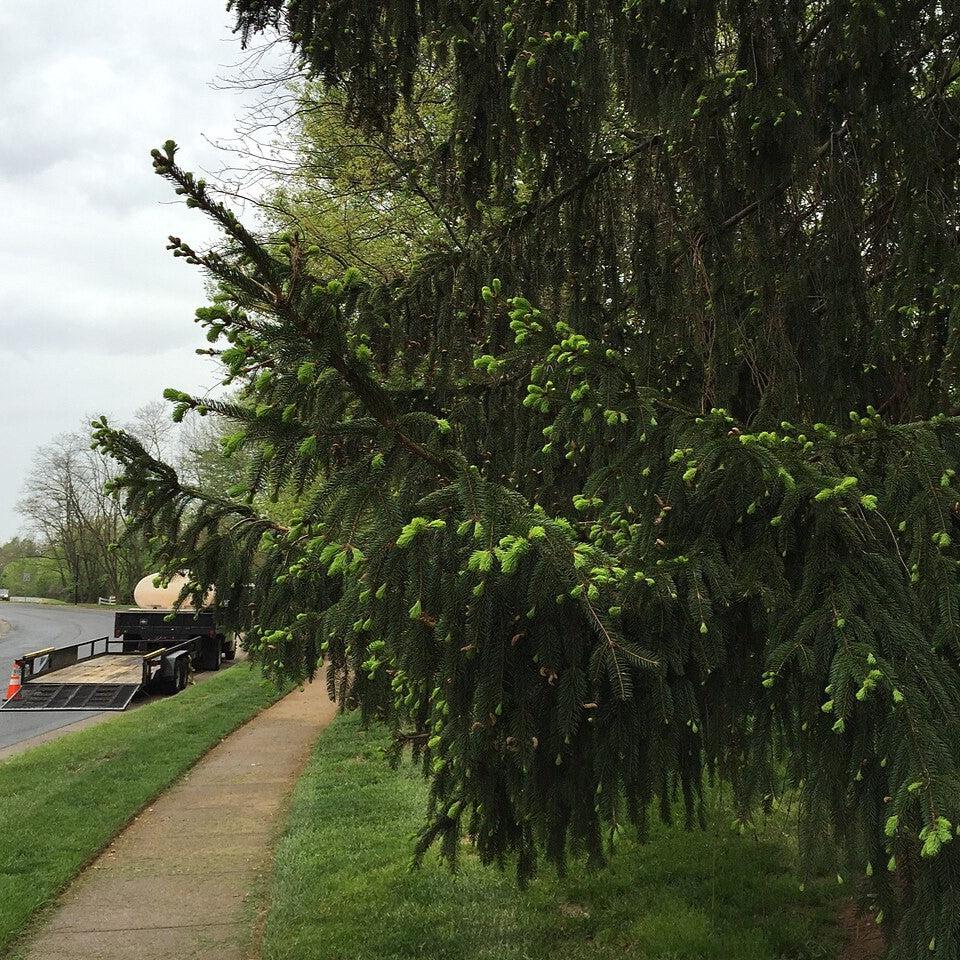 Picea abies  - Norway Spruce