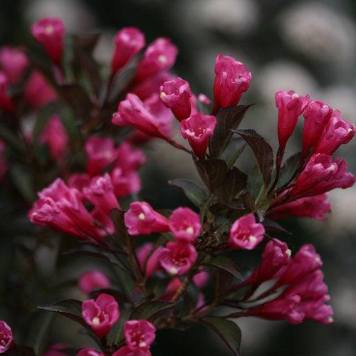 Weigela florida 'Alexandra’  - Wine & Roses® Weigela