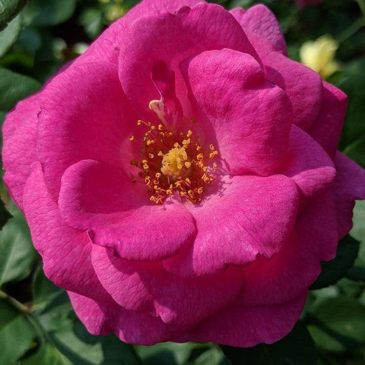 Rosa 'LIMkiss'  - True Bloom™ True Gratitude™ Rose