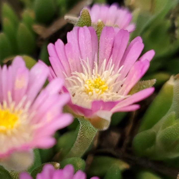 Delosperma cooperi 'Rose Quartz'  - Jewel of Desert® Rose Quartz Ice Plant