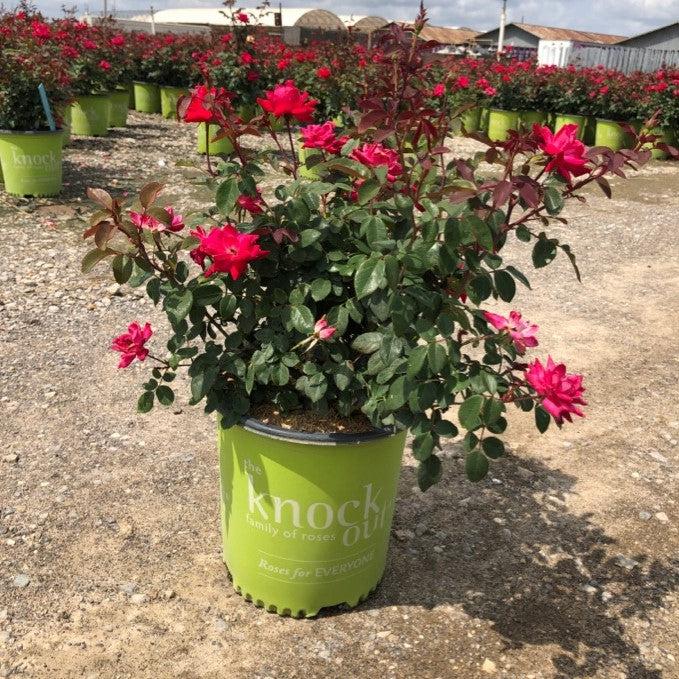 Rosa ‘Radtko’ PP 16,202  - Double Knock Out® Rose