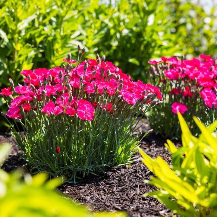 Dianthus gratianopolitanus ‘G19-159‘  - Glamour Time™ Dianthus