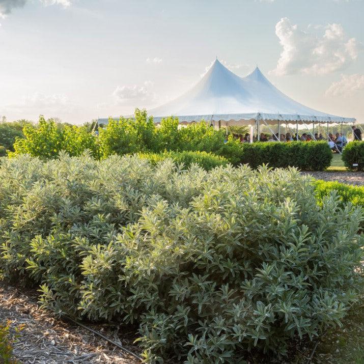 Salix candida 'Jefberg'  - First Editions® Iceberg Alley® Sageleaf Willow