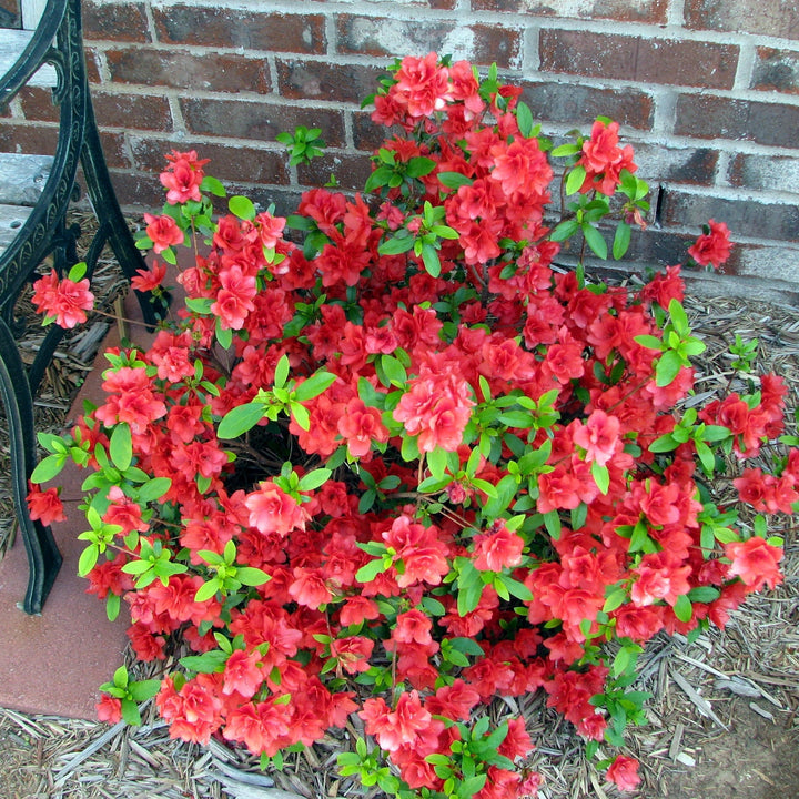 Rhododendron 'RLH2-2PA1S’  - Bloomin' Easy® Ever After™ Ruby Azalea