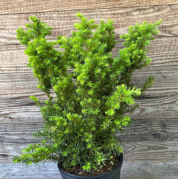 Taxus x media 'Densiformis'  - Dense Spreading Yew