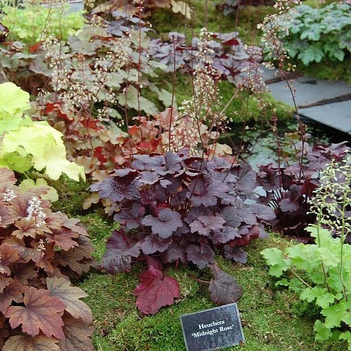 Heuchera x 'Midnight Rose'  - Midnight Rose Coral Bells
