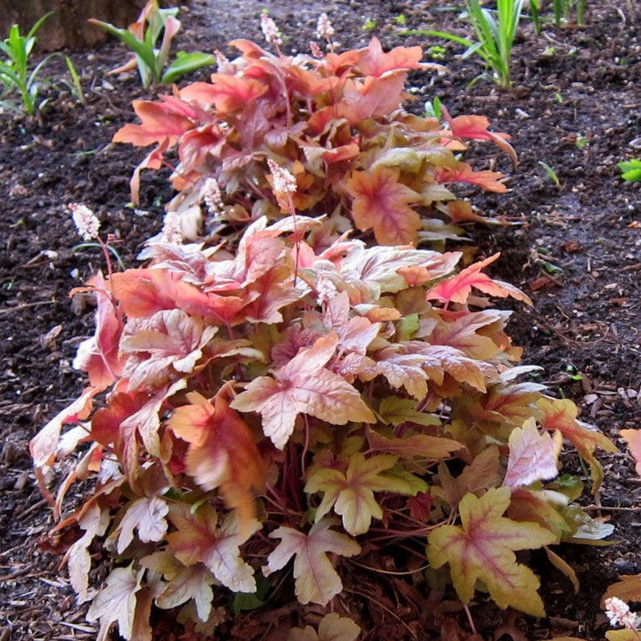 Heucherella 'Sweet Tea'  - Sweet Tea Foamy Bells