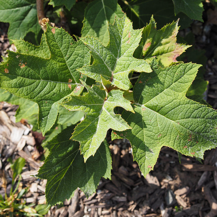 Hydrangea quercifolia 'Munchkin'  - Munchkin Hydrangea