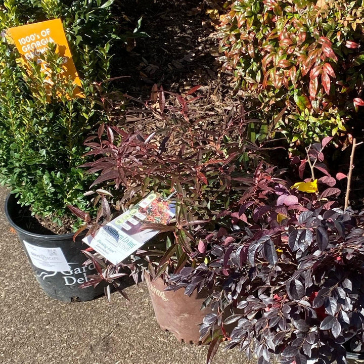 Leucothoe keiskei 'Opstal 50'  - Burning Love™ Leucothoe