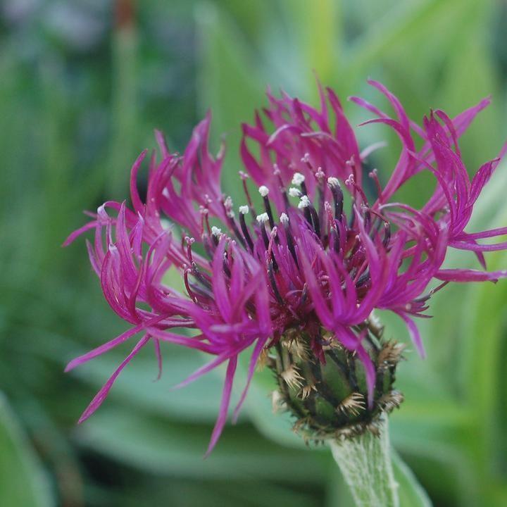 Centaurea montana 'Amethyst Dream' - ntaurea montana 'Amethyst Dream'~ Amethyst Dream Bachelor Button