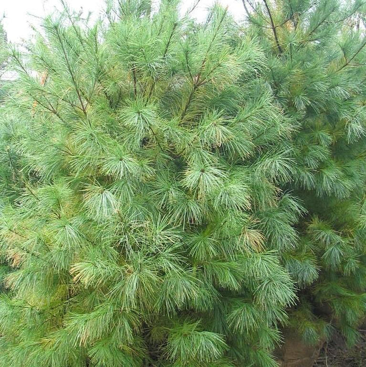 Pinus strobus  - White Pine