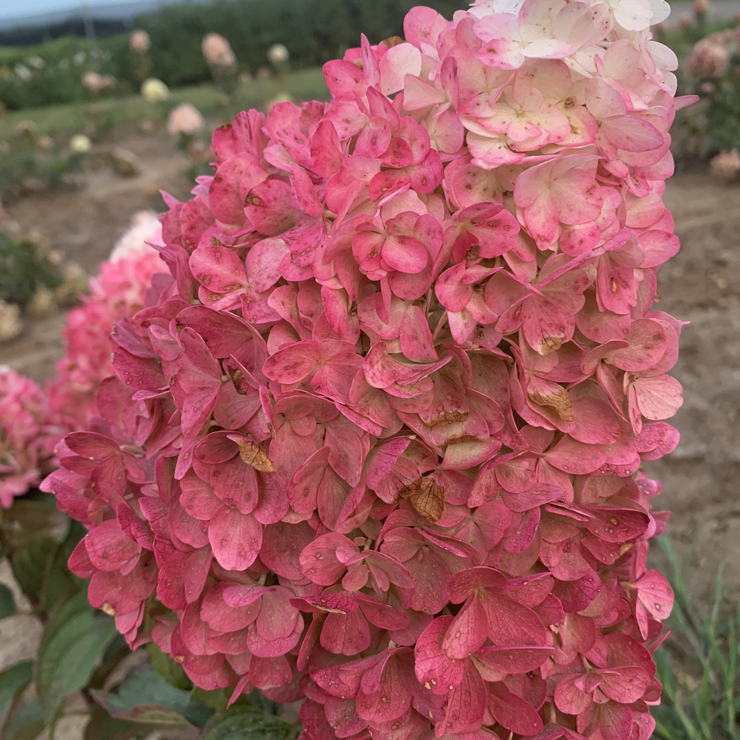 Hydrangea paniculata 'Bokomarus'  - Magical® Ruby Snow Hydrangea