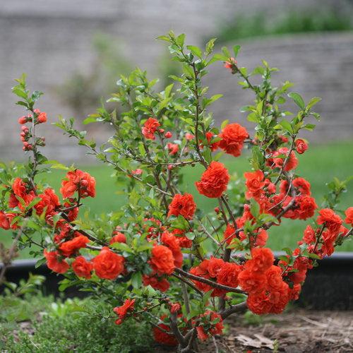 Chaenomeles speciosa 'Orange Storm' USPP 20,950  - PW® Double Take™ Orange Flowering Quince