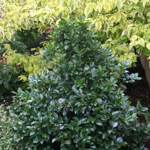 Ilex x meserveae 'Hachfee'  - Castle Spire® Blue Holly