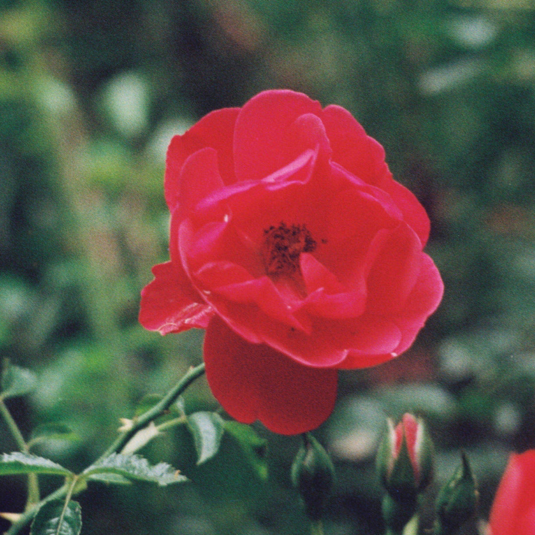 Rosa x 'Noare'  - Flower Carpet® Red Rose