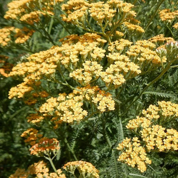 Achillea x 'Moonshine'  - Moonshine Yarrow