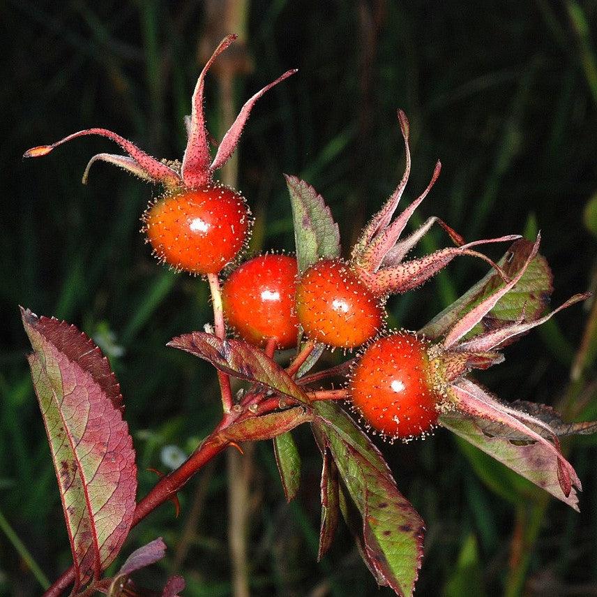 Rosa palustris  - Swamp Rose