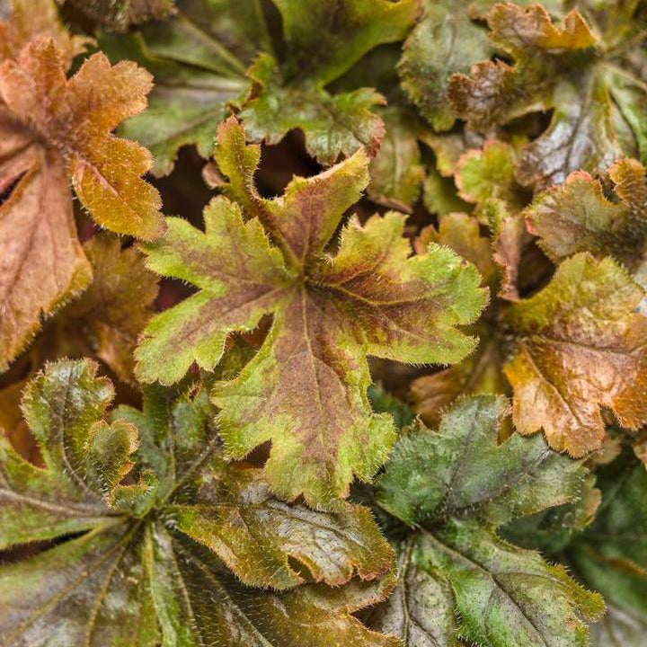 Heuchera 'Hopscotch'  - PW® Fun and Games® Hopscotch Coral Bells
