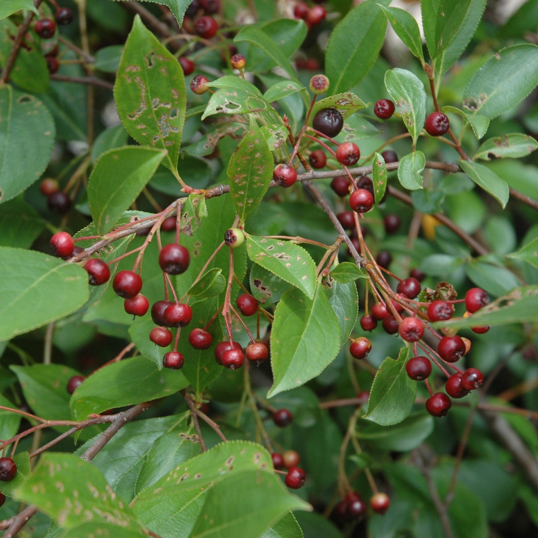 Aronia melanocarpa 'Morton'  - Iroquois Beauty™ Chokeberry
