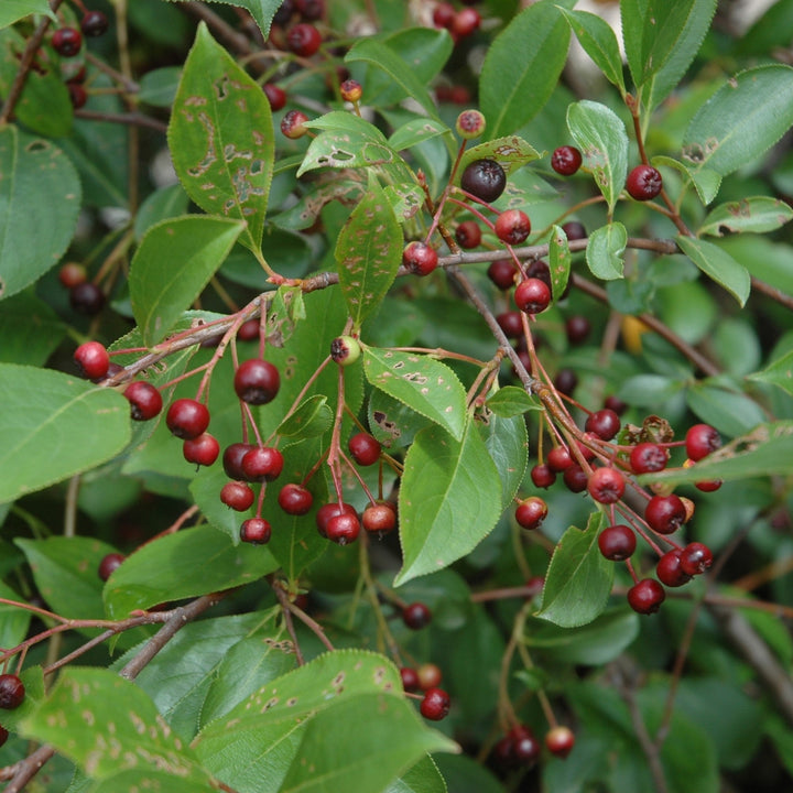 Aronia melanocarpa 'Morton'  - Iroquois Beauty™ Chokeberry