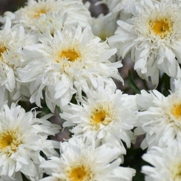 Leucanthemum superbum ’Marshmallow’  - PW® Amazing Daisies® Marshmallow Shasta Daisy