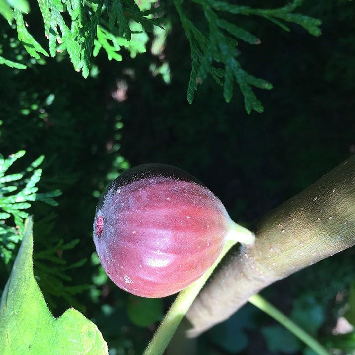 Ficus carica 'Chicago Hardy'  - Chicago Hardy Fig