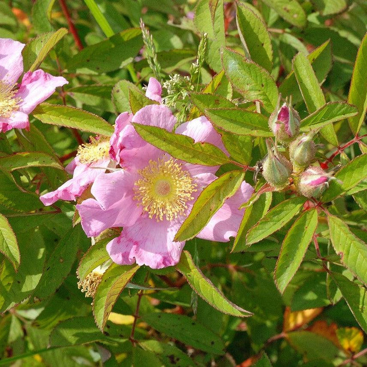 Rosa palustris  - Swamp Rose
