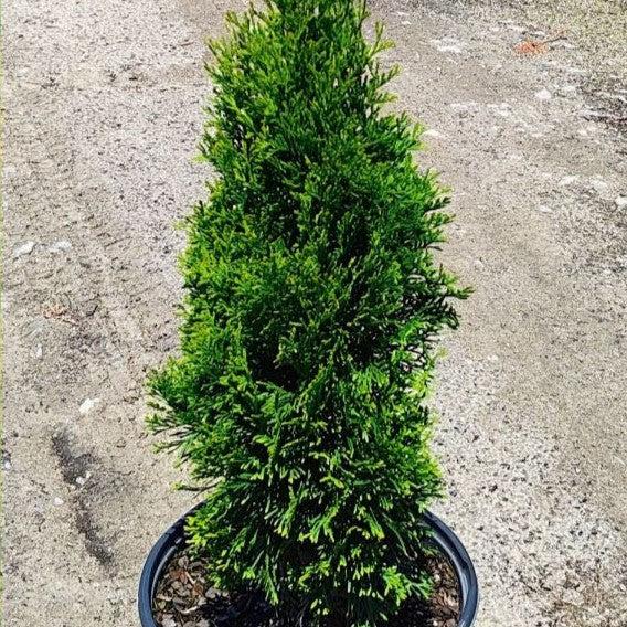 Thuja occidentalis 'Art Boe' PP22,174  - North Pole® Arborvitae