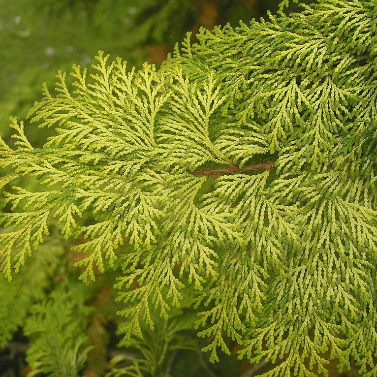 Chamaecyparis obtusa 'Crippsii'  - Golden Hinoki False Cypress