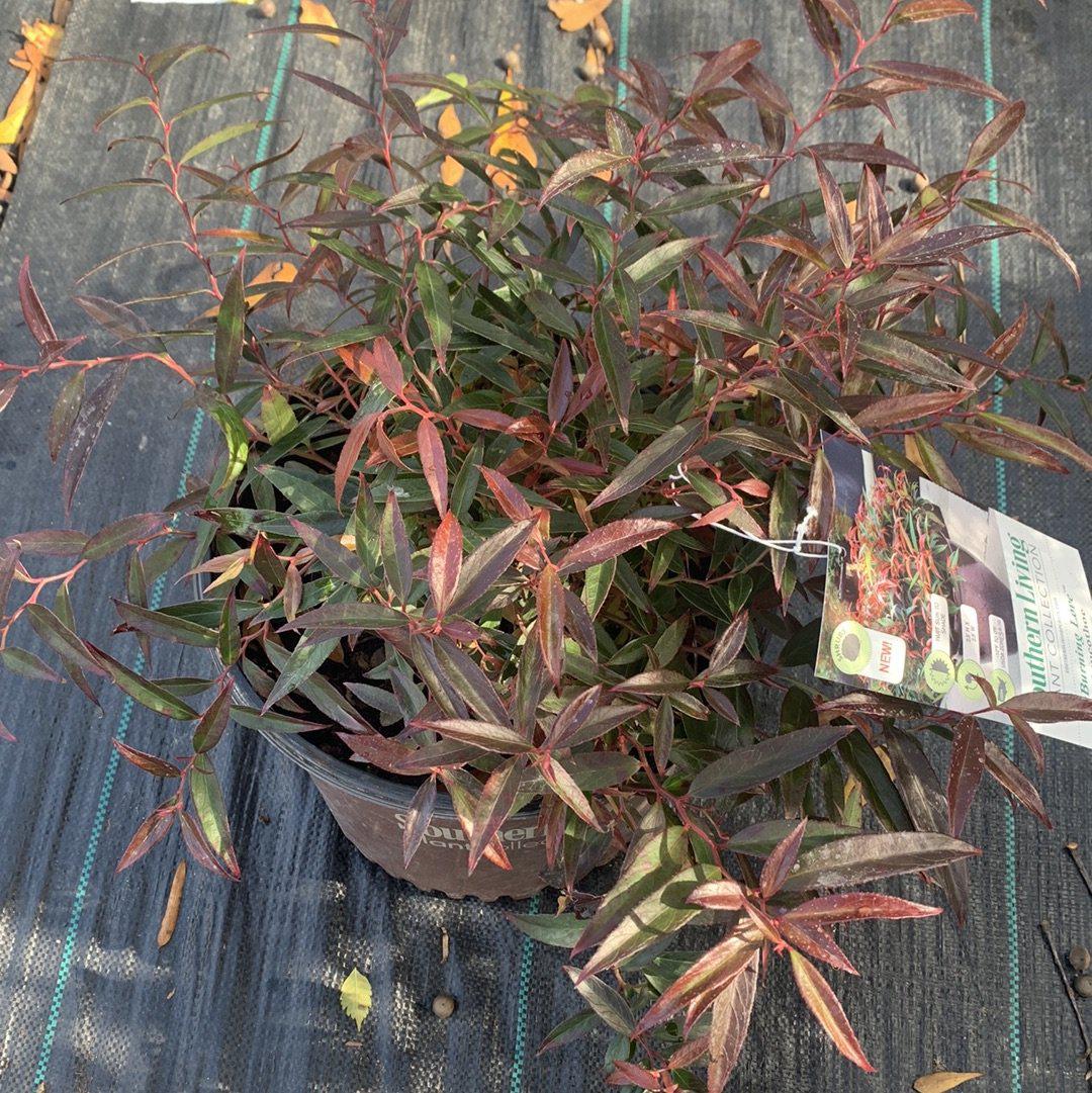 Leucothoe keiskei 'Opstal 50'  - Burning Love™ Leucothoe